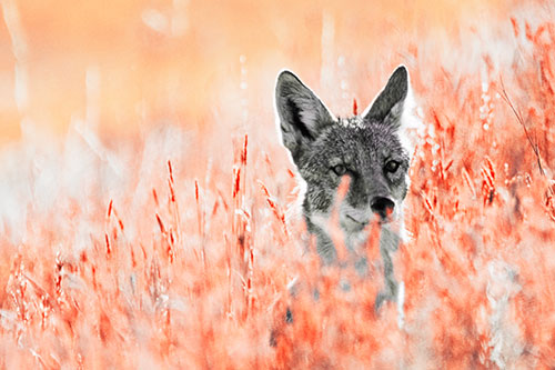 Coyote Peeking Head Above Feather Reed Grass (Red Tint Photo)