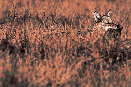 Coyote Running Through Tall Grass (Red Tint Photo)