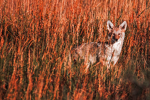 Coyote Watches Among Feather Reed Grass (Red Tint Photo)