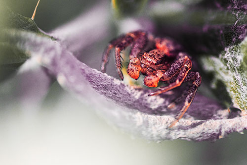 Crab Spider Cowers Among Leaf Petal (Red Tint)