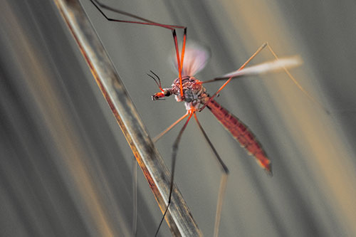 Crane Fly Clinging Ahold To Grass Blade (Red Tint)