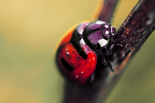 Crawling Ladybug Climbing Up Plant Stem (Red Tint Photo)