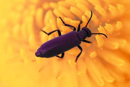 Crawling Oedemera Beetle Searching Atop Dandelion (Red Tint)