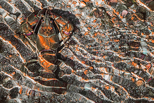 Crayfish Holds Onto Riverbed Floor Among Rippling Water (Red Tint)