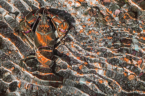 Crayfish Holds Onto Riverbed Floor Among Rippling Water (Red Tint Photo)