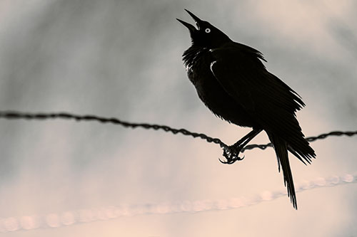 Croaking Grackle Balances Atop Fence Wire (Red Tint Photo)