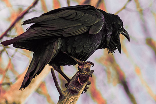 Croaking Raven Perched Atop Broken Tree Branch (Red Tint)