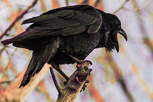 Croaking Raven Perched Atop Broken Tree Branch (Red Tint Photo)