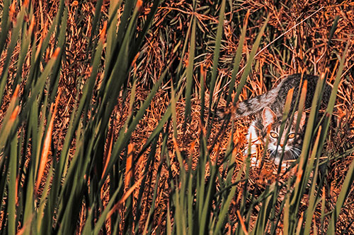 Crouching Cat Hunting Among Tall Reed Grass (Red Tint)