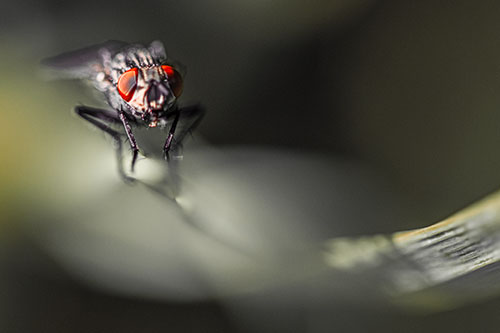 Crouching Cluster Fly Balances Among Grass Blade (Red Tint)