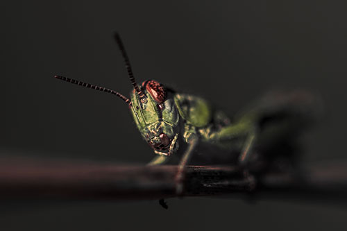 Crouching Grasshopper Gripping Onto Grass Blade (Red Tint)