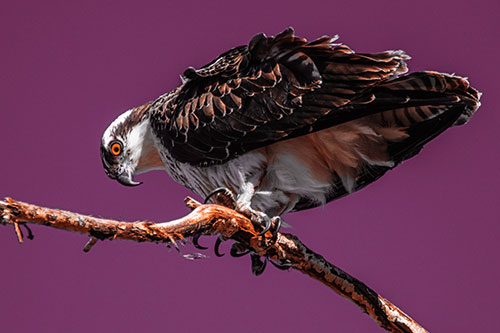 Crouching Osprey Hawk Looking Below Shredded Tree Branch (Red Tint)