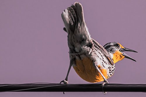 Crouching Western Meadowlark Singing Towards Sunlight (Red Tint)