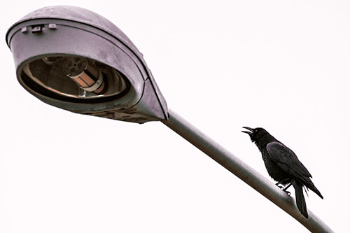 Crow Cawing Atop Sloping Light Pole (Red Tint Photo)