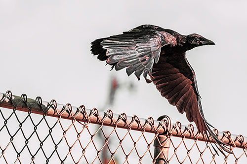 Crow Flying Over Chain Link Fence (Red Tint)