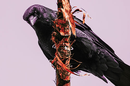 Crow Glaring Downward Atop Peeling Tree Branch (Red Tint Photo)