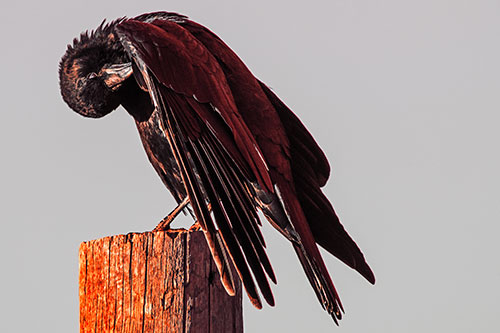 Crow Grooming Wing Atop Wooden Post (Red Tint Photo)