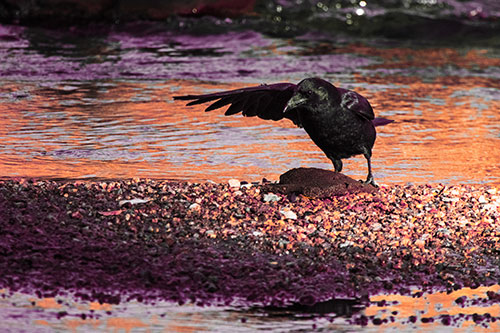 Crow Pointing Upstream Using Wing (Red Tint Photo)