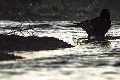 Crow Splashing River Water (Red Tint Photo)