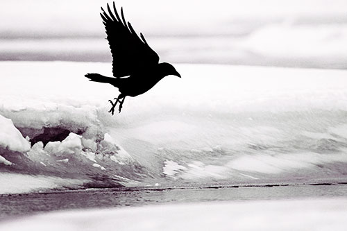 Crow Taking Flight Off Icy Shoreline (Red Tint Photo)