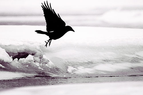 Crow Taking Flight Off Icy Shoreline (Red Tint)