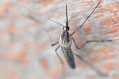 Culex Pipien Mosquito Resting Vertically (Red Tint Photo)