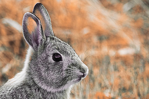 Curious Bunny Rabbit Looking Sideways (Red Tint Photo)