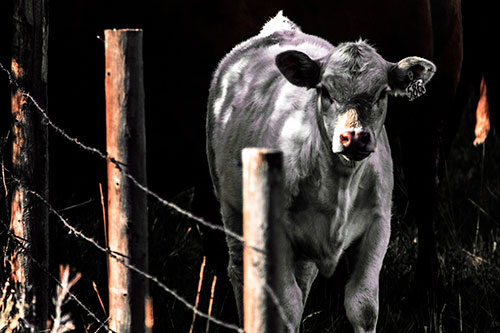 Curious Cow Calf Making Eye Contact (Red Tint Photo)