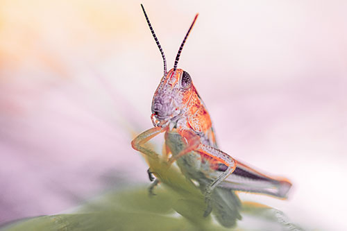 Curious Crouching Grasshopper Perched Atop Leaf Petal (Red Tint)