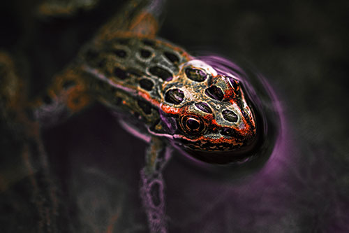 Curious Leopard Frog Peeking Head Above Water (Red Tint)