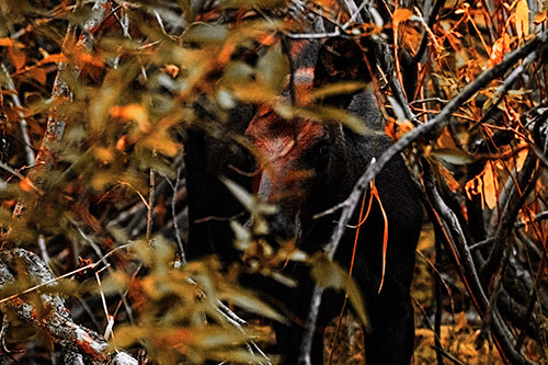 Curious Moose Looking Around (Red Tint Photo)