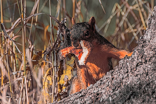 Curious Pizza Crust Squirrel (Red Tint Photo)