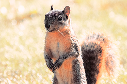 Curious Squirrel Standing On Hind Legs (Red Tint Photo)