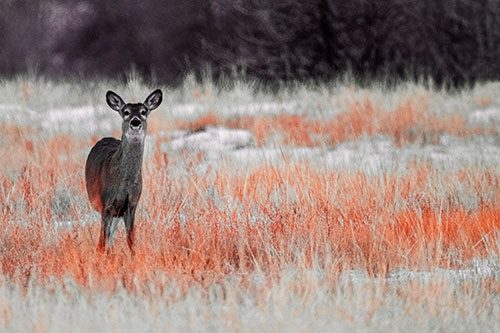 Curious White Tailed Deer Watching Among Snowy Field (Red Tint Photo)