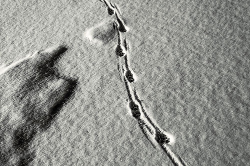 Curving Animal Footprint Trail Dragging Along Snow (Red Tint)
