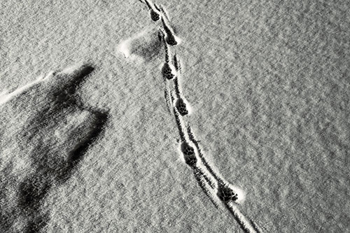 Curving Animal Footprint Trail Dragging Along Snow (Red Tint Photo)