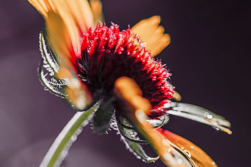 Damp Coneflower Blossoming Towards Sunlight (Red Tint Photo)