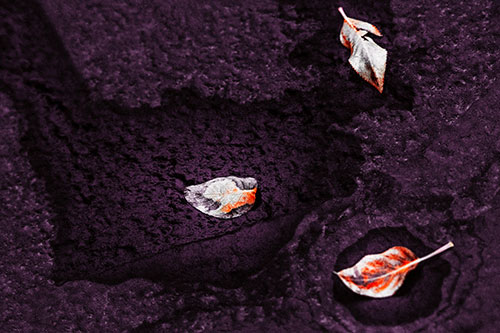 Damp Leaf Face Rests Atop Wet Desiccating Pavement (Red Tint)