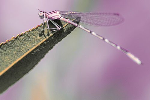 Damselfly Clamping Onto Leaf Petal Edge (Red Tint)