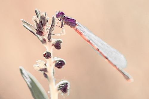 Damselfly Clings Ahold Plant Top (Red Tint)
