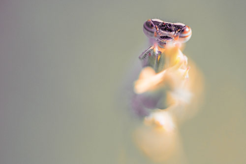 Damselfly Embraces Grass Blade Among Sunlight (Red Tint)