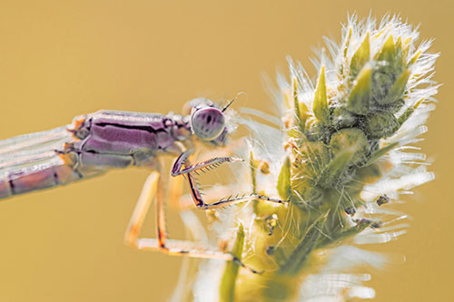 Damselfly Perched Among Fuzzy Plant (Red Tint)