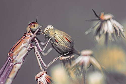 Damselfly Rubbing Eye Among Horseweeds (Red Tint)