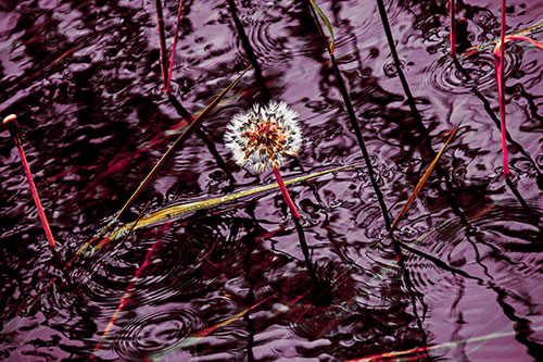 Dandelion Standing Tall During Flash Flood (Red Tint Photo)