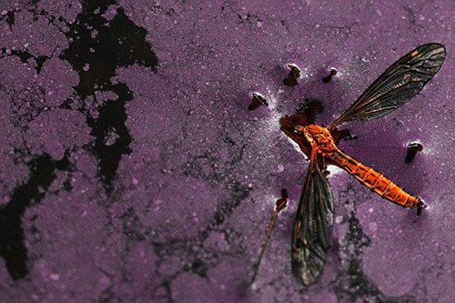Dead Floating Crane Fly Partly Submerged Among Oily Water (Red Tint)