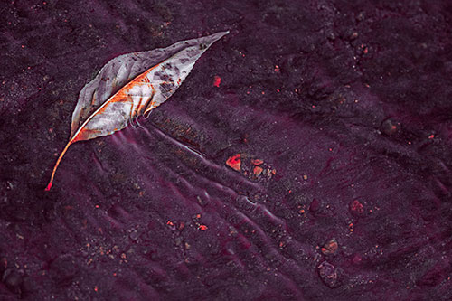 Dead Floating Leaf Creates Shallow Water Ripples (Red Tint Photo)