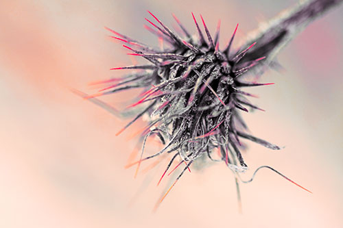 Dead Frigid Spiky Salsify Flower Withering Among Cold (Red Tint Photo)