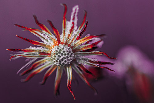 Dead Frozen Ice Covered Aster Flower (Red Tint Photo)