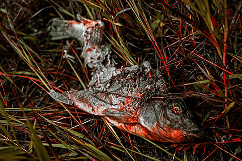 Decaying Salmon Fish Rotting Among Grass (Red Tint Photo)