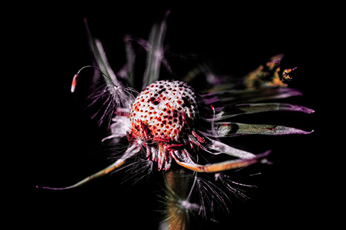 Decaying Seed Toothed Dandelion Creature (Red Tint)